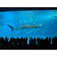 《沖縄》
美ら海水族館
ジンベイザメ🦈

2017.04