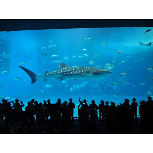 沖縄美ら海水族館