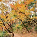 駐車場から月待の滝までの道、竹林の緑を背景に紅葉の色合いがとっても引き立ってました🍁