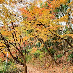 駐車場から月待の滝までの道、竹林の緑を背景に紅葉の色合いがとっても引き立ってました🍁
