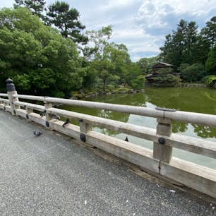 京都御所一條家の大橋
此の橋は一條家の池に架かる橋で、大きな屋敷ですね😰
ですから色々と伝説話しも出来ます。


#京都　 #全国橋巡り #サント船長の写真　#伝説話し　#京都御所　#御所の橋　#ごしよの橋