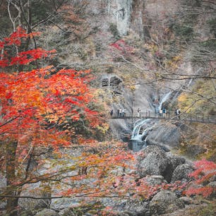 紅葉終わりかけの袋田の滝、モミジだけがまだ鮮やかでした。