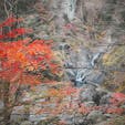 紅葉終わりかけの袋田の滝、モミジだけがまだ鮮やかでした。