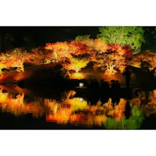 香川県
〜栗林公園〜
今年の秋のライトアップは
11/20〜11/29までですので
約1週間のレア景観ですね〜。
平日行ったけど通路は人だらけで
土日はもっと混むだろうと思われます笑笑
