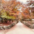 興聖寺
美しい紅葉の「琴坂」曹洞宗の名刹


#京都　#神社仏閣 #サント船長の写真
#紅葉