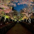 興聖寺
美しい紅葉の「琴坂」が人気の曹洞宗の名刹

#京都　#ライトアップ　#神社仏閣 #サント船長の写真　#紅葉