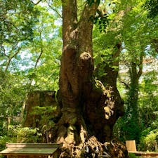 熱海　来宮神社⛩
樹齢二千年の天然記念物　大楠。
一周回ると1年長生きできたり、願い事が叶ったりする伝説があるそう。
パワーもらいました🙏