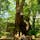 熱海　来宮神社⛩
樹齢二千年の天然記念物　大楠。
一周回ると1年長生きできたり、願い事が叶ったりする伝説があるそう。
パワーもらいました🙏
