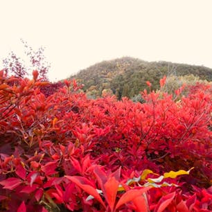 光悦寺　(鷹ヶ峰)

鷹ヶ峰

#京都　#神社仏閣 #サント船長の写真　#紅葉