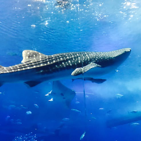 沖縄美ら海水族館