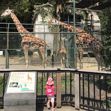 キリンの家族。年々リニューアルされてきれいな動物園、植物園まで回るとかなり広い。市街から近く便利。年パスがお得！#福岡 #福岡市動植物園 #2歳子連れ旅 2020.9月