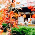 強羅公園🍁

11月下旬だとやっぱり少し旬過ぎちゃった感も
あるけどそれでも綺麗！！✨
次はもうちょい早くにも行ってみたい。