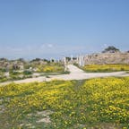北キプロス　サラミス遺跡　春の花畑