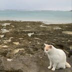 奥武島で猫ちゃんに案内してもらったの〜😍
ずっと付いてきてくれた、、、可愛い、、
