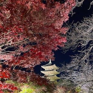 2020.12.04 京都府 東寺
