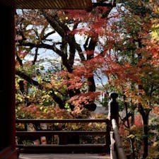 #永観堂禅林寺 #京都
2020年12月

紅葉の永観堂🍁

きっと本当のベスト週ではなかったんだろうけど、
それでも今回京都で訪れた場所で断トツ綺麗だった☺️☺️