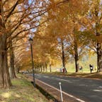 滋賀　メタセコイヤ並木
秋