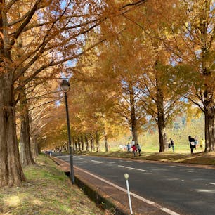 滋賀　メタセコイヤ並木
秋