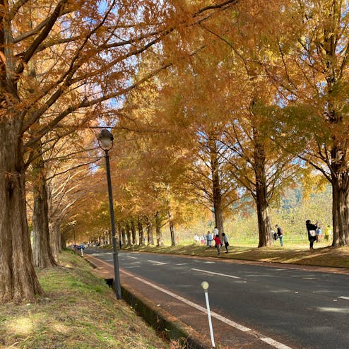 メタセコイア並木