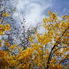 キプロス　パフォスで見かけた名前不明の花