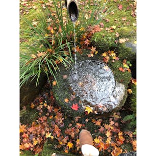 大原三千院
🍁が散っていましたが綺麗でした。