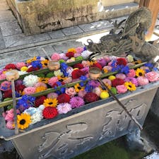 柳谷観音の花手水
#柳谷観音#楊谷寺