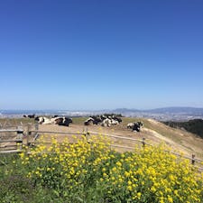 福岡市街から30分程の牧場 #福岡 #もーもーらんど #油山牧場 #三密回避 #大型遊具あり #観光 #2歳子連れ旅 2020.3月