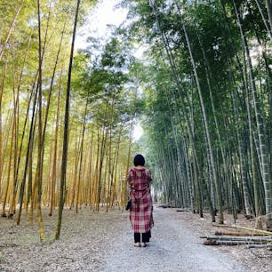 📍栃木県｜宇都宮市
 ✈︎ 2020.12

［ 若 竹 の 杜   若 山 農 場  ］

左が金明孟宗竹(きんめいもうそうちく)という黄金に輝き、所々たてじまに緑の模様が入っている珍しい種類。
右側の通常の竹との、左右の色のコントラストが美しかった👏

ーーーーー

数々の映画・CM・音楽PVのロケ地としても有名な若竹の杜 若山農場👏

東京ドーム5個分の広さを誇る農場では、筍や竹、そして栗を栽培。筍狩りやブルーベリー摘み、栗拾いなどの収穫体験を楽しめる。が、やはり1番人気なのは笹鳴りの音に癒やされる竹林散策🎍
圧倒的な広さと、竹の種類の豊富さ、静寂の空間にリフレッシュされます🌿

天気も良く、人も少なくてゆっくり自分のペースで歩けて、本当に最高の時間だった。