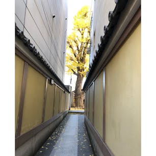 本能寺
本能寺敷地内から見た　通りの銀杏の木