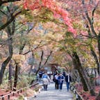 #宝厳院 #嵐山 #京都
2020年12月

少し遅かったみたいだけど、紅葉のトンネル🍁
