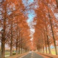 〰️Shiga🇯🇵〰️
#滋賀#マキノ高原#メタセコイヤ並木
