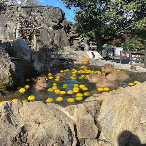 伊豆シャボテン動物公園