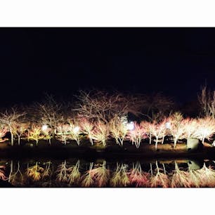 なばなの里

#三重 #なばなの里 #japan