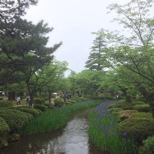 石川県の兼六園〜
天気はイマイチでしたが、しょうぶ？がキレイに咲いていました〜😊