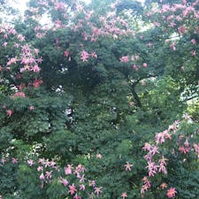 真夏のパレルモ(シチリア)で見かけた名前不明の花。
毎日寒いのであえて暑い時期の写真にしてみました。