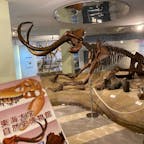 2020年12月20日(日)
海洋化学博物館に続いて自然史博物館へ！
全長6mの「ケナガマンモス🦣」
他にも恐竜🦖など古生物の化石は迫力満点でした💯

#東海大学自然史博物館 #博物館 #恐竜 #ケナガマンモス #化石 #静岡 #子供が喜ぶ