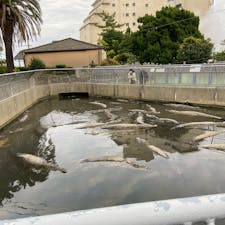 鬼山地獄
動物園じゃないです、別府地獄巡りの中にある地獄の一つで、ワニを飼育している地獄
湯の方じゃなくて皆ワニの方を見てます