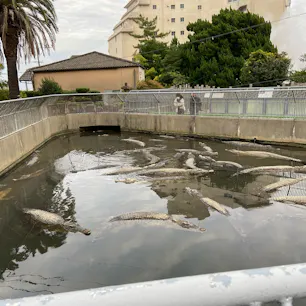 鬼山地獄
動物園じゃないです、別府地獄巡りの中にある地獄の一つで、ワニを飼育している地獄
湯の方じゃなくて皆ワニの方を見てます
