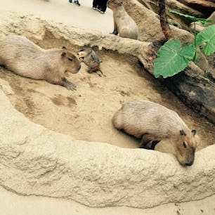 2020.09.22 
・
・
・
#神戸動物王国