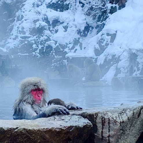 地獄谷野猿公苑