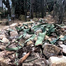 奇想天外(きそうてんがい)

ウェルウィッチア、キソウテンガイ、サバクオモト. Welwitschia Mirabilis Area of Circulation.png. 分布. ウェルウィッチア（学名：Welwitschia mirabilis）はグネツム綱に属する裸子植物である。
此の植物は1000年以上生きる植物で最初から最後まで永遠に二枚葉です。

#奇想天外
#ウェルウィッチア
#キソウテンガイ#サバクオモト
#サント船長の写真　#京都府立植物園