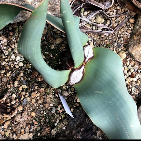 京都府立植物園