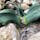 奇想天外(きそうてんがい)

1000年以上も生きる植物で、動物で言うなら鶴亀でめでたい植物ですね♪

此の植物は京都府立植物園です。

#奇想天外
#ウェルウィッチア
#キソウテンガイ#サバクオモト
#サント船長の写真　#京都府立植物園