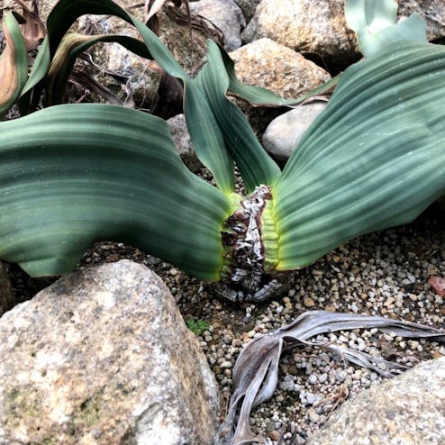 京都府立植物園