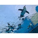 サンシャイン水族館 周辺の観光スポット 距離制限なし 近い順