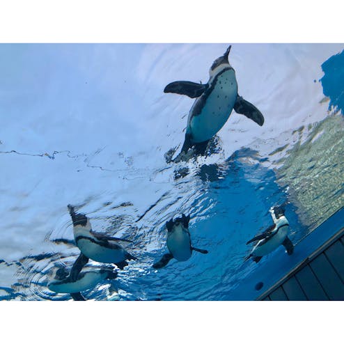 サンシャイン水族館