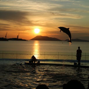 四国水族館🐬サンセットプログラム

夕陽の時間に合わせて素敵な景色と共に観れるイルカショーを開催してくれていました！