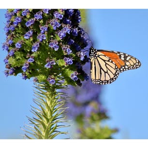 ピスモビーチ(カリフォルニア)

﻿西海岸の秋冬の風物詩の一つ、モナーク(大樺班)の越冬。

カナダ・メキシコ間を渡り鳥のように大群で大移動する。旅の途中、Monarch Butterfly Grove(ユーカリと松の木の保護区)には、毎年11月〜2月頃にかけて1万羽以上が訪れ、閲覧注意なほどの鈴なりに。

南下する時は1代で、北上する時は3〜4代を跨いで世代交代をしながら縦断。幼虫の頃から毒を持っているため鳥などには襲われず、グライダーのように気流に乗って大陸を渡り切るそう。

群れを外れ、長旅で傷つき薄く色褪せた羽を、静かに休めている姿を見かけることも。

#pismobeach #california #monarch #butterfly