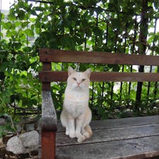 カラブリアのとある修道院にいたきれいなにゃんこさん　カメラ目線ばっちり