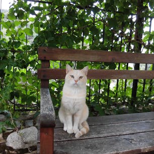 カラブリアのとある修道院にいたきれいなにゃんこさん　カメラ目線ばっちり